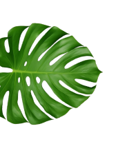pngwing 31